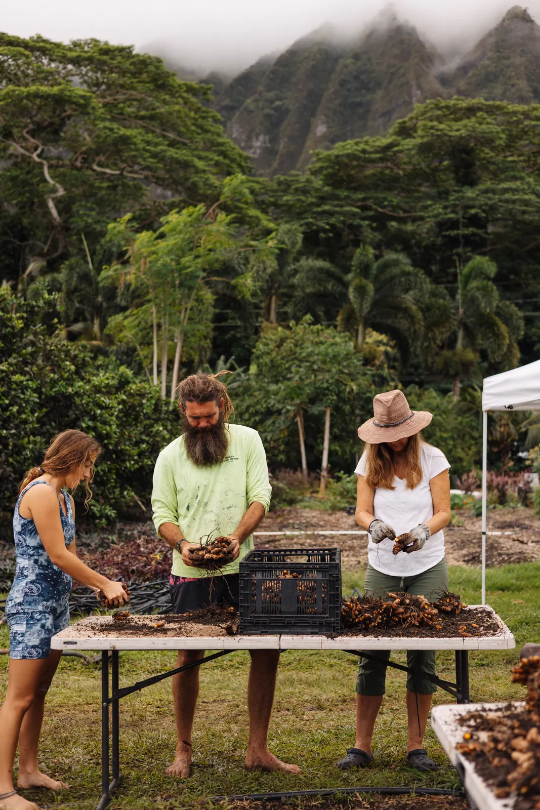 The Yogarden community sorting a fresh ʻolena harvest together