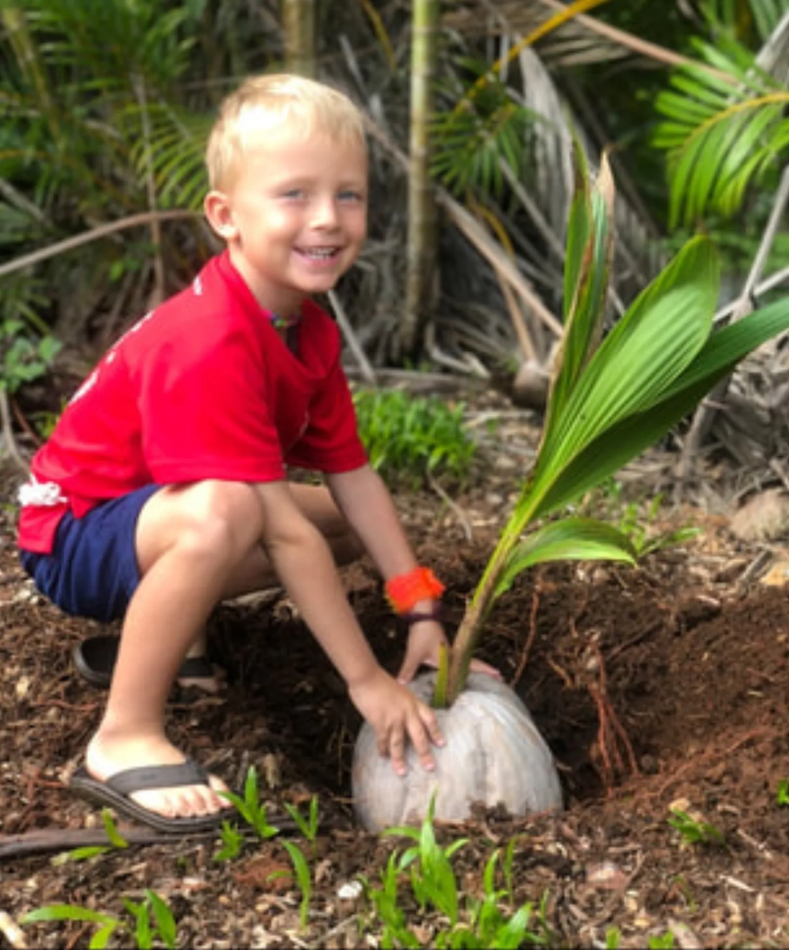 A child planting a coconut seedling