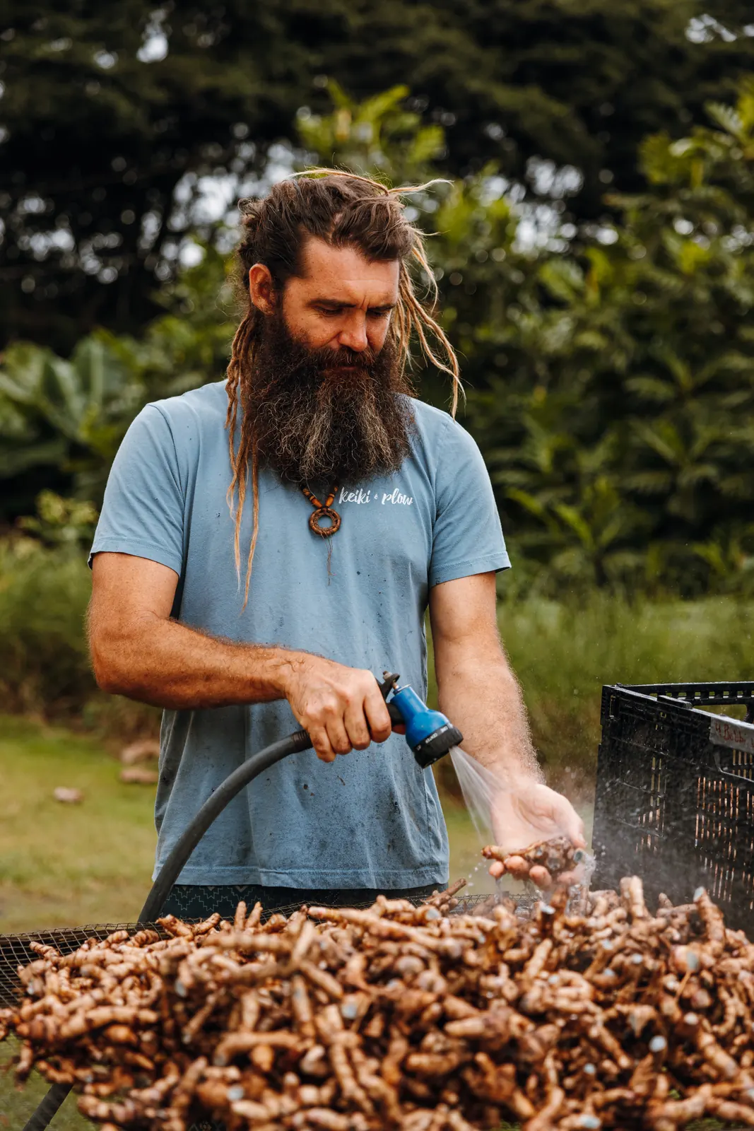 Paul Izak washing a freshly harvested ʻolena crop at Yogarden Farm
