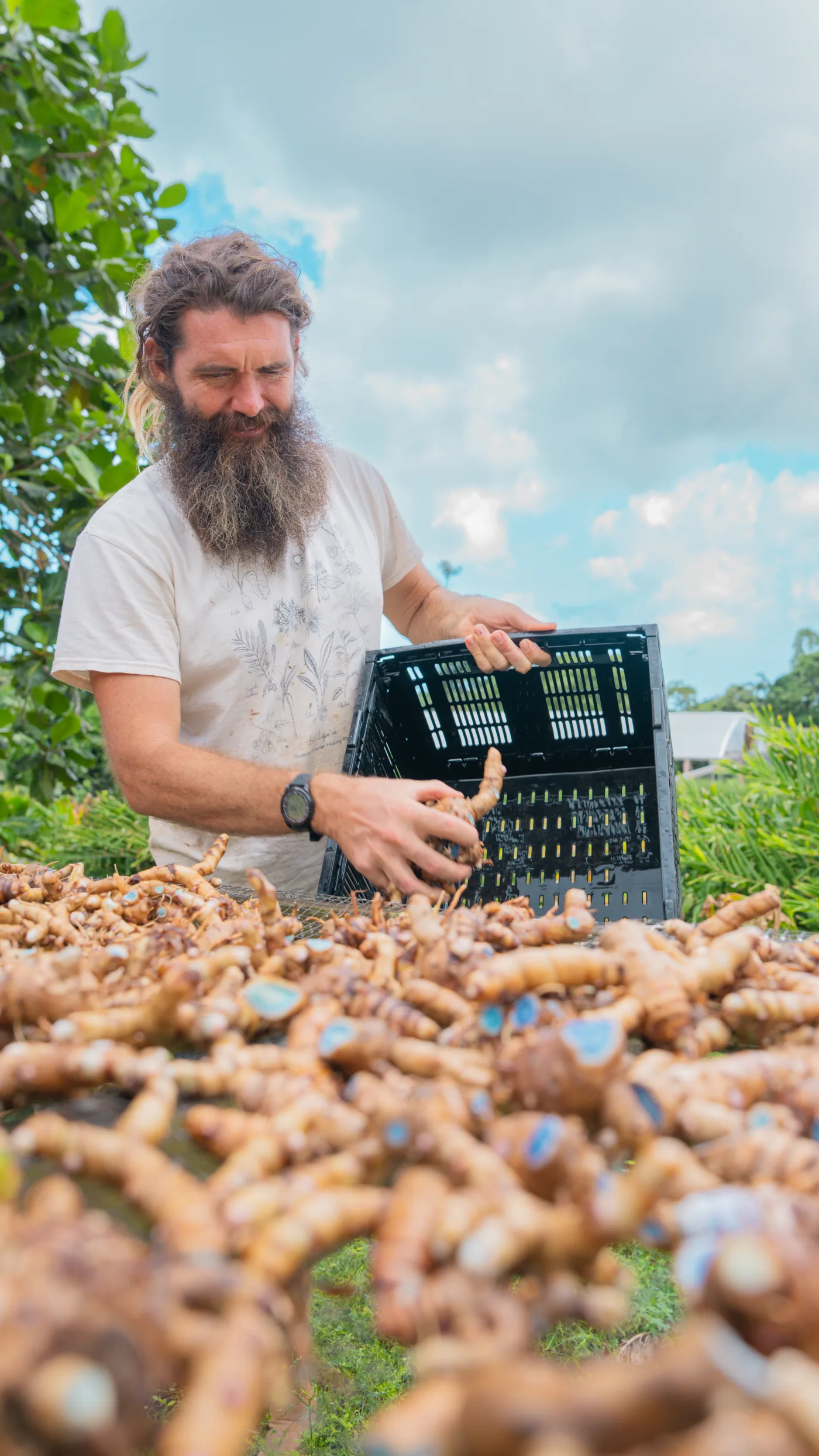 Paul sorting freshly harvested ʻolena