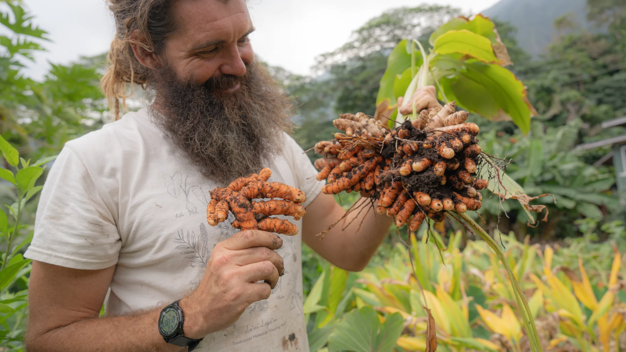 Paul Izak holding freshly harvested ʻolena at Yogarden Farm